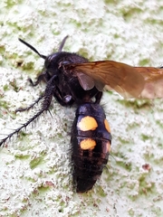 Campsomeris bistrimacula