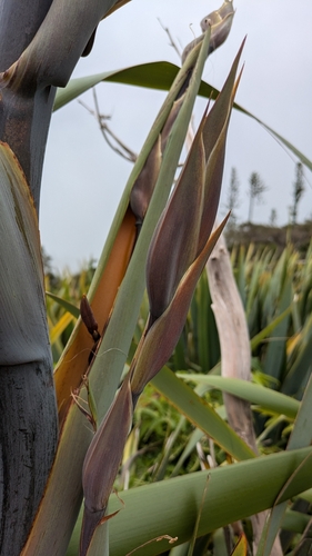 Phormium tenax observed 2025-06-12