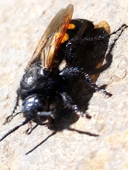 Campsomeris bistrimacula