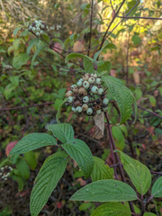 Cornus sericea sericea