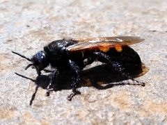 Campsomeris bistrimacula