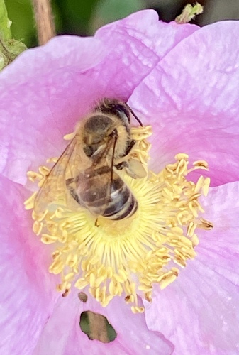 iNaturalist observation photo of Western Honey Bee