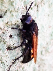 Campsomeris bistrimacula