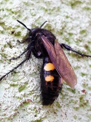 Campsomeris bistrimacula