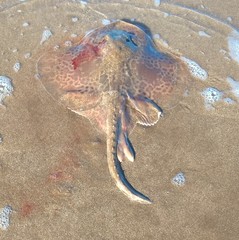 Smallnose Fanskate photo 4