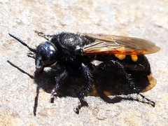 Campsomeris bistrimacula