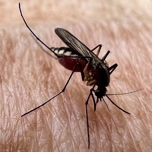 Aedes atlanticus photo 4