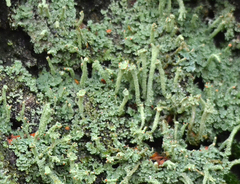 Cladonia polydactyla