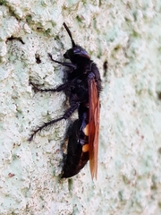 Campsomeris bistrimacula