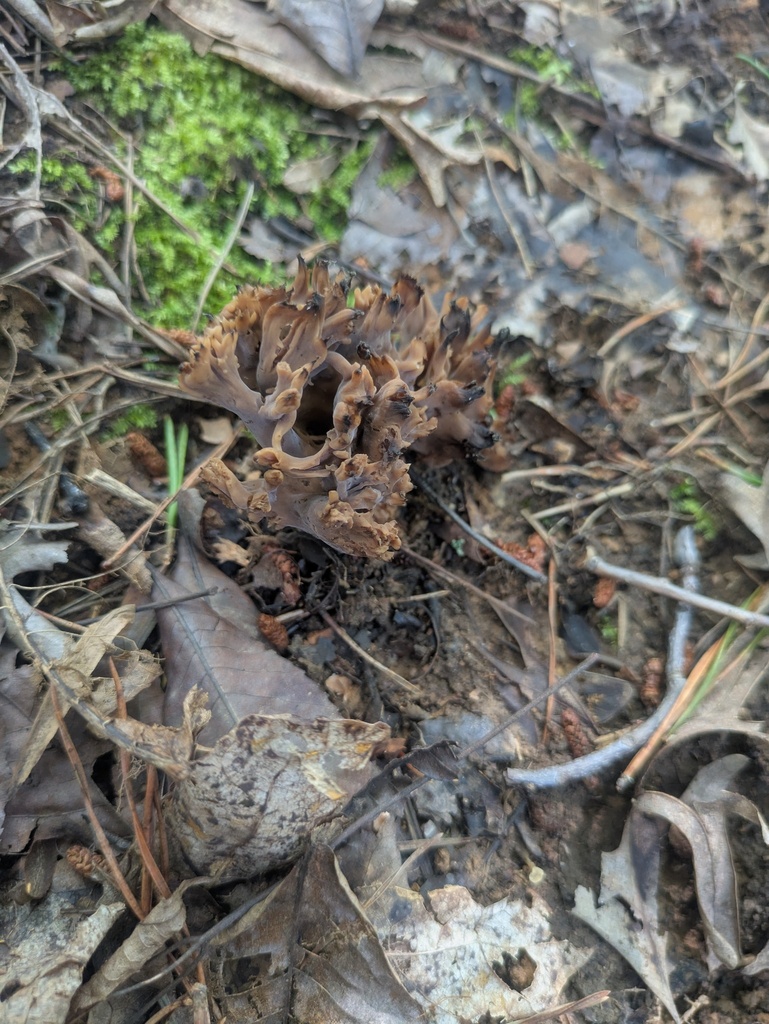 Clavulina ramarioides