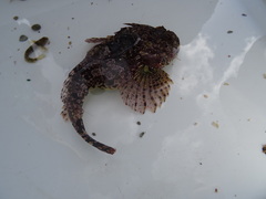Taurulus bubalis