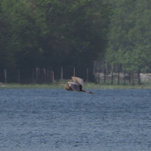 Čaplja danguba (Ardea purpurea)