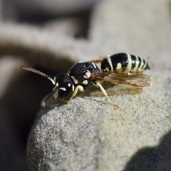 Stenodynerus anormis