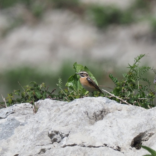 pŕhľaviar červenkastý (Saxicola rubetra)