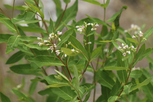 Apocynum × floribundum, photograph 3