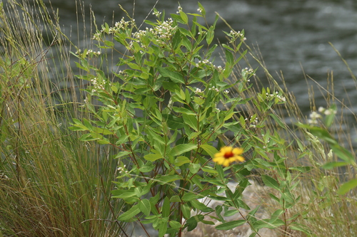 Apocynum × floribundum, photograph 4