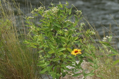 Sue Elwell, CC0, iNaturalist via GBIF Apocynum × floribundum, photograph Sue Elwell, CC0, iNaturalist via GBIF