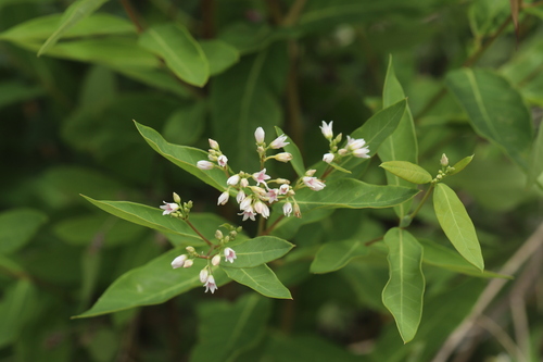 Apocynum × floribundum, photograph 2