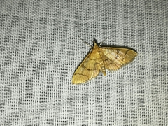 Blepharomastix ranalis