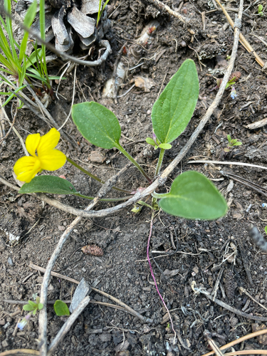 Canary Violet (Viola praemorsa)