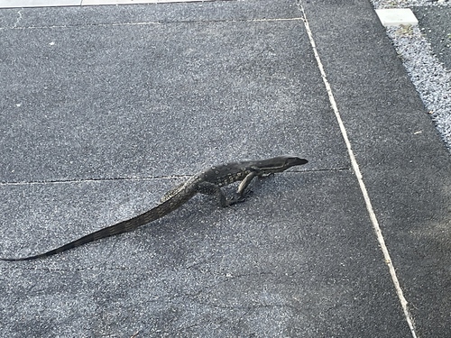 Indomalayan Water Monitor — seen at this dive site