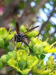 Polistes cinerascens