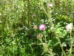 Macroglossum stellatarum