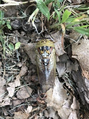 Megatibicen dealbatus