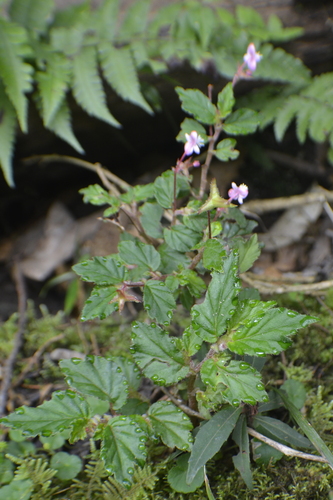Begonia urticae, photograph 6