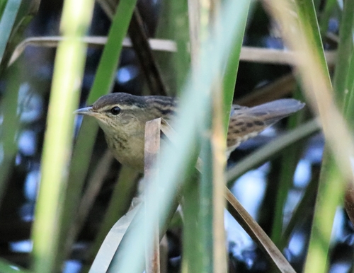 Pallas's Grasshopper Warbler (Helopsaltes certhiola), photo 10