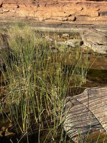 Schoenoplectus subulatus observed 2025-06-12