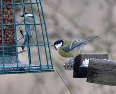 Parus major newtoni