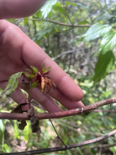 Bidens forbesii observed 2025-06-13