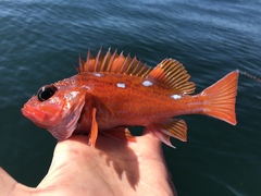 Sebastes rosaceus