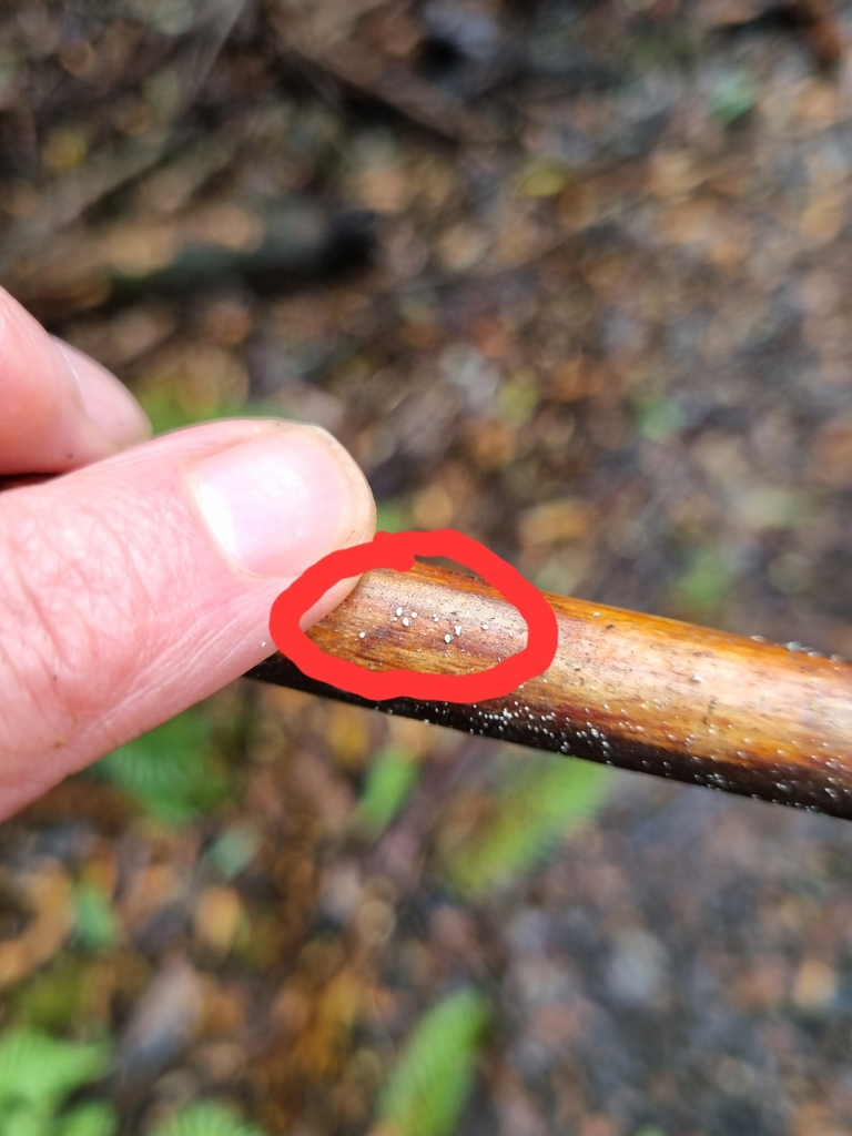 Mycena lazulina · May 2025 · photo: © beau_meister (iNaturalist, cc-by)