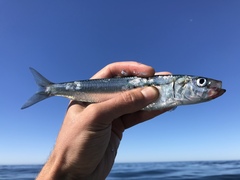 Sardinops sagax
