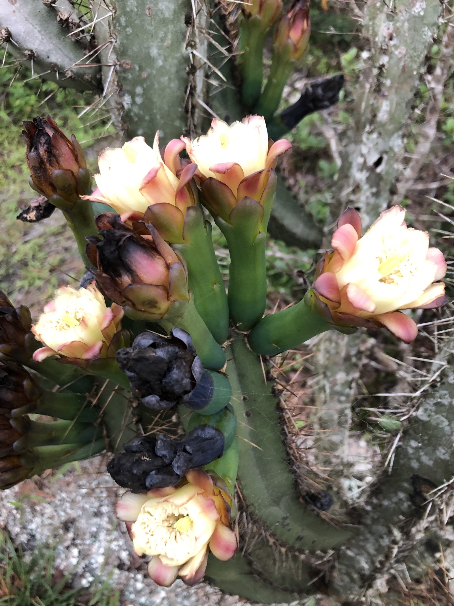 Cipocereus crassisepalus