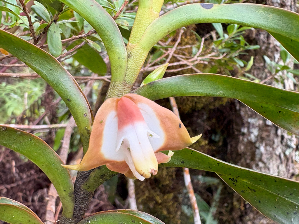 Dendrobium lambii