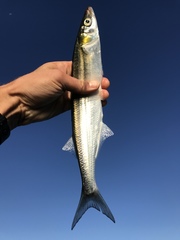 Jacksmelt photo 5