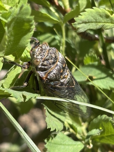 iNaturalist observation photo of Okanagana
