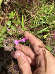 Desmodium tenuifolium
