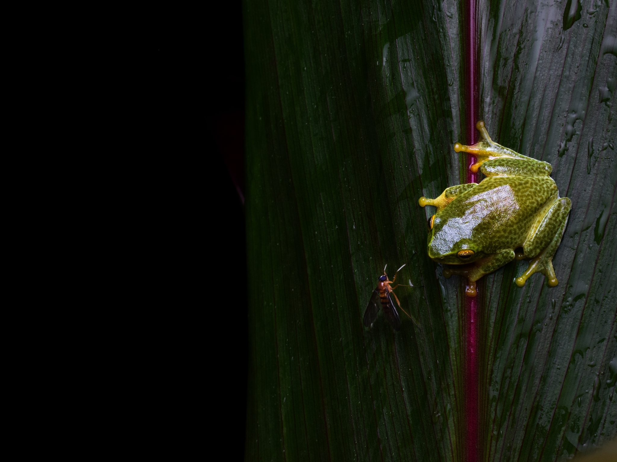 Jayaram'S Bush Frog