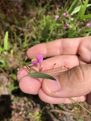 Desmodium tenuifolium