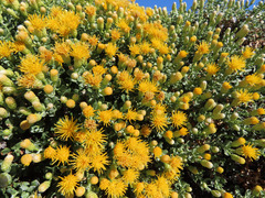Ericameria cuneata macrocephala