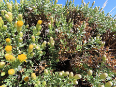 Ericameria cuneata macrocephala