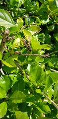 Polistes cinerascens