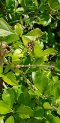 Polistes cinerascens