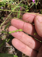 Desmodium tenuifolium