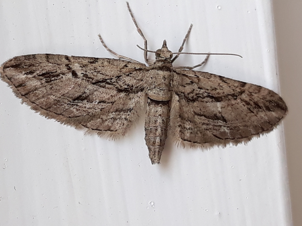 Cypress Pug