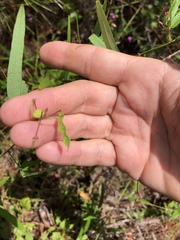 Desmodium tenuifolium